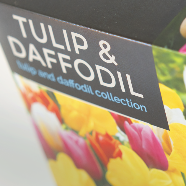 Tulip & Daffodil